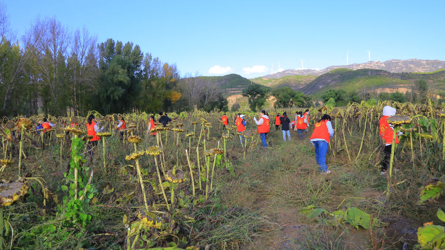 志愿者下田帮忙收葵花 （王文杰 摄）
