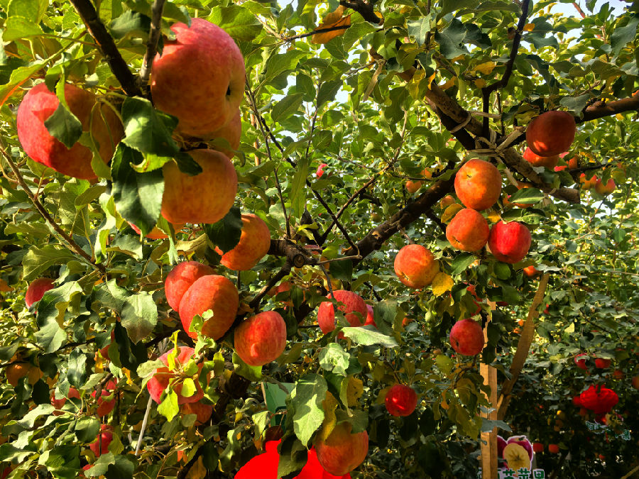 阿克苏冰糖心苹果生产核心产区的阿克苏地区丰庆园果品农民专业合作社示范园内硕果累累（查燕荣 摄）
