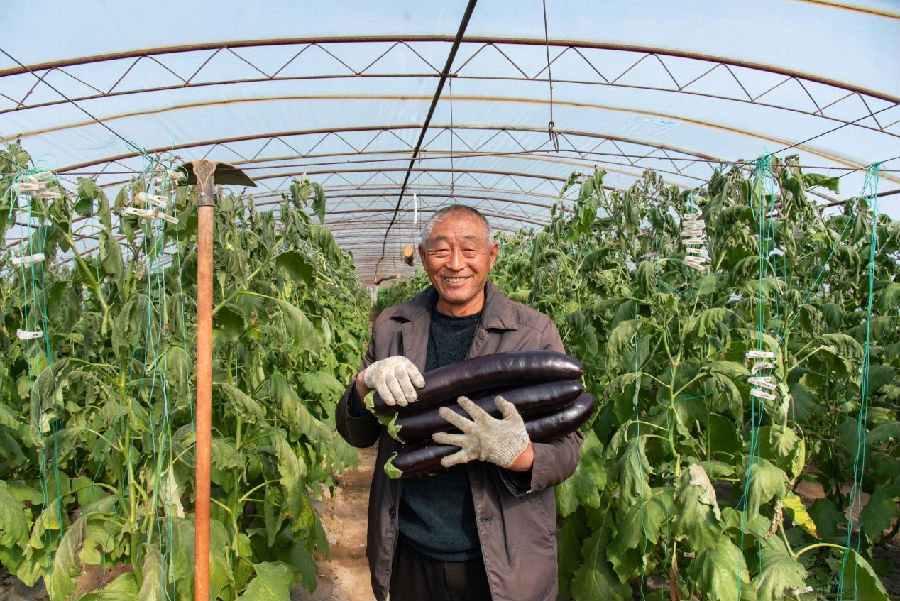  村民在棚中笑着展示种植的茄子（庞明旺  摄）