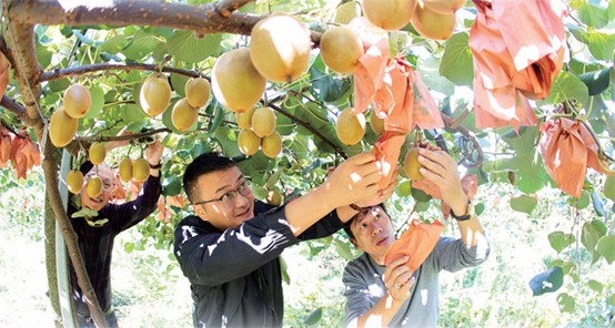 周政寰（中）采摘猕猴桃。（唐彪 摄）