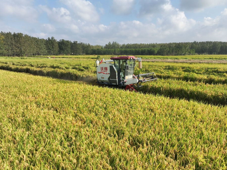 种植户们熟练地操作机械收割水稻（司伟 摄）