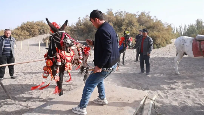 运动会上的毛驴“选美”（克德尔娅·艾买提 摄）