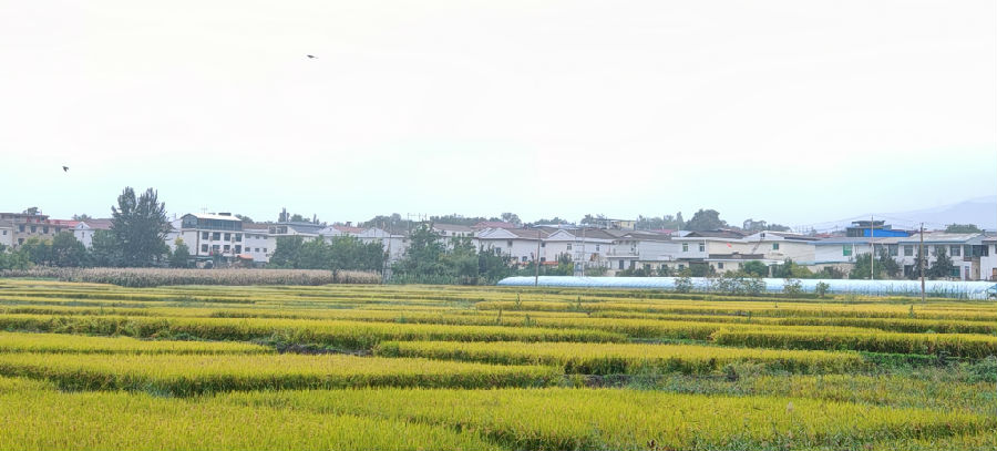 金黄稻田连片成景（杨润德 摄）