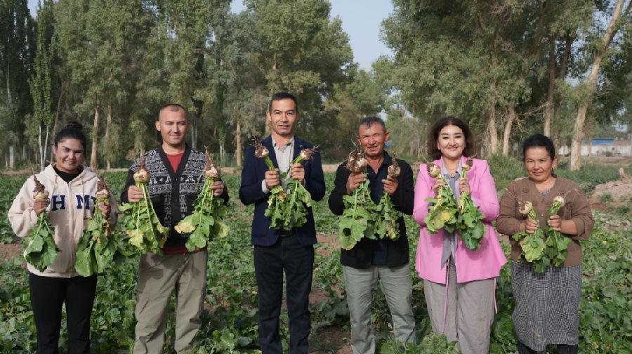 种植户展示种植的恰玛古（地拉吾尔 摄）