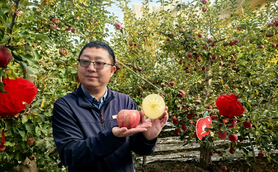 新疆红旗坡农牧业投资发展集团有限责任公司负责人展示阿克苏冰糖心苹果（查燕荣 摄）