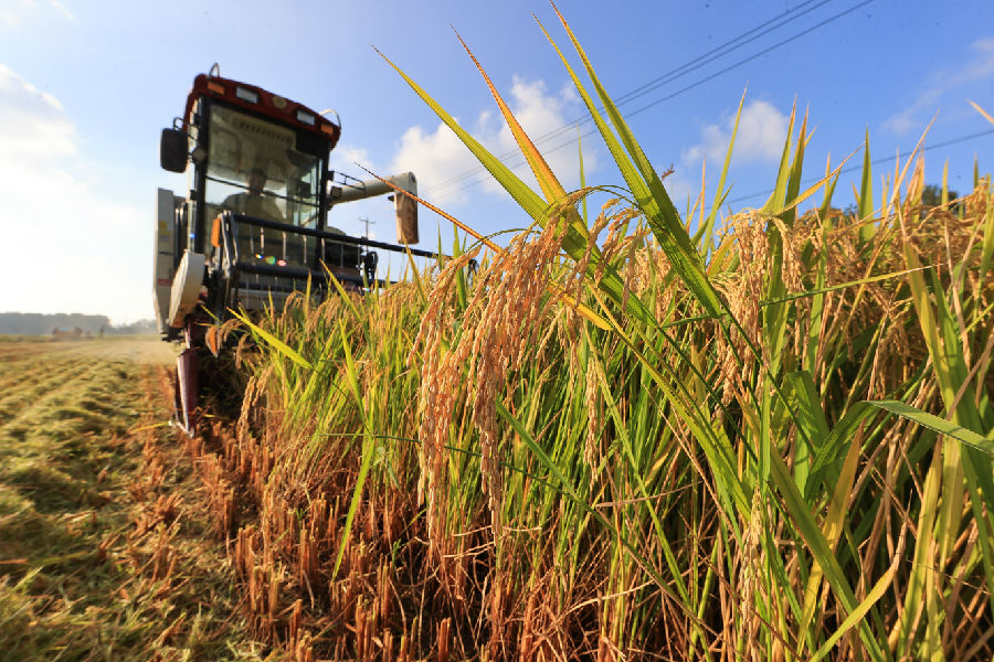 种植户们熟练地操作机械收割水稻（司伟 摄）