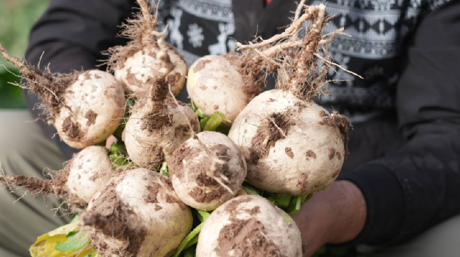 种植户们展示田间的恰玛古（地拉吾尔 摄）