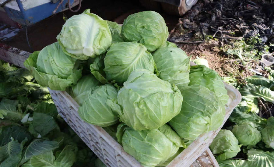 雨中收获卷心菜（武因正 摄）
