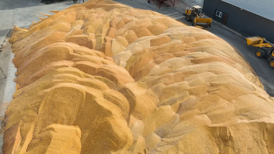 黑河市爱辉区坤河乡益海农业种植专业合作社院内“粮山”（张瑶 摄）