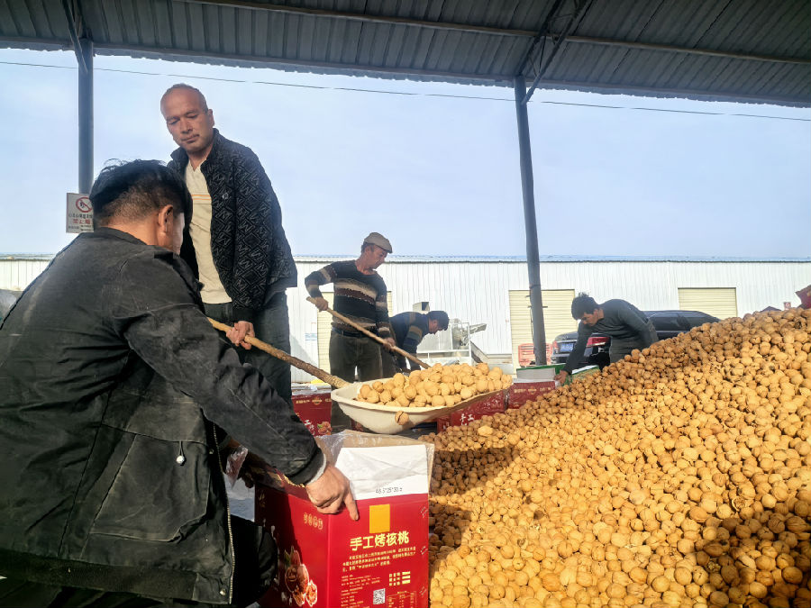 “阿克苏核桃”壳薄仁白，营养丰富，深受市场青睐。（查燕荣 摄）