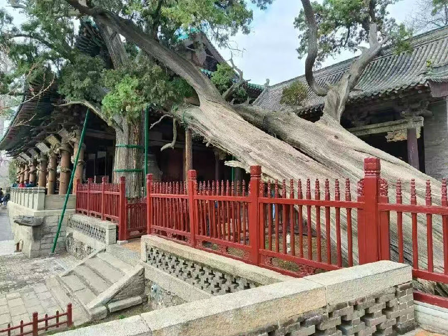 古树卧龙，守望千年。（杨润德 摄）