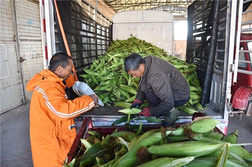 新华收购点的工作人员正在分拣玉米（周旭 摄）