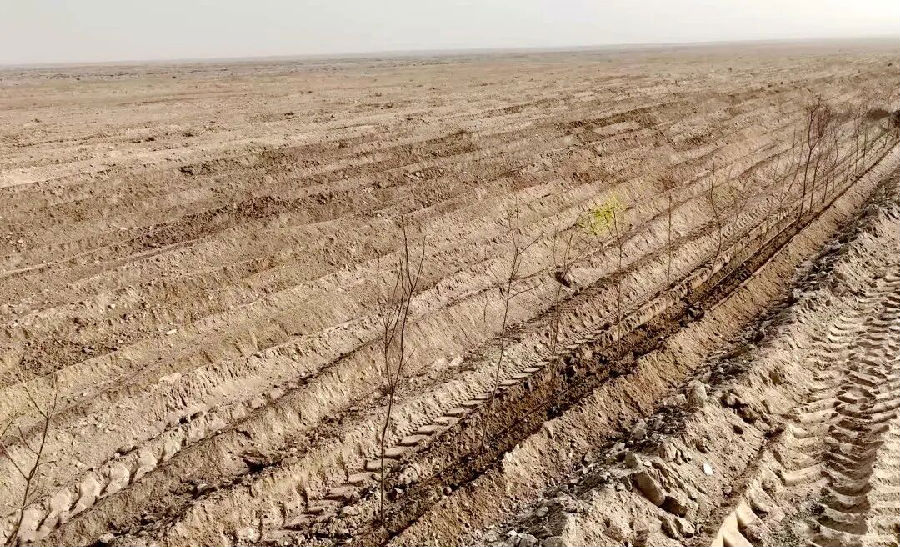 平整过的土地上种上了兼具耐旱和经济价值的树苗（高娇娇 摄）