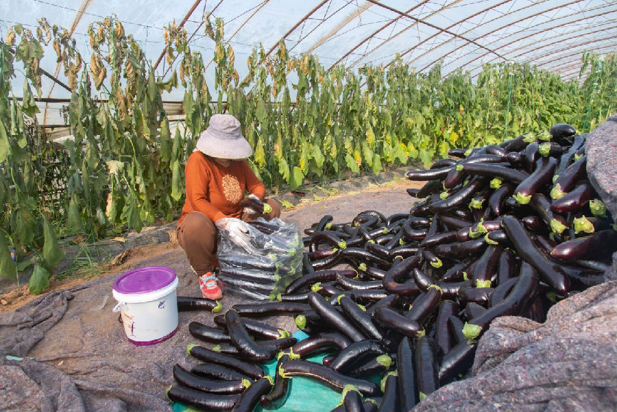 农户把茄子装袋准备外运（庞明旺  摄）