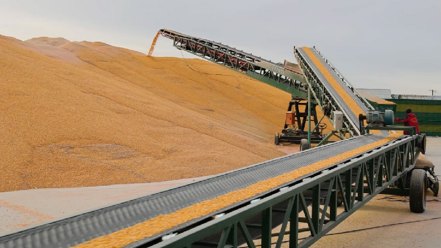 输送带系统转运干粮（张瑶 摄）
