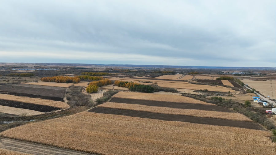 黑河市爱辉区坤河乡金色农田航拍（张瑶 摄）