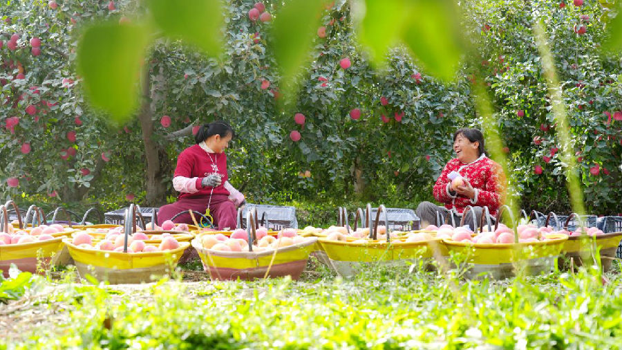 温宿县柯柯牙镇柯柯牙村果农滕明员的苹果园，鲜红的苹果缀满枝头。（赵新昌 摄）
