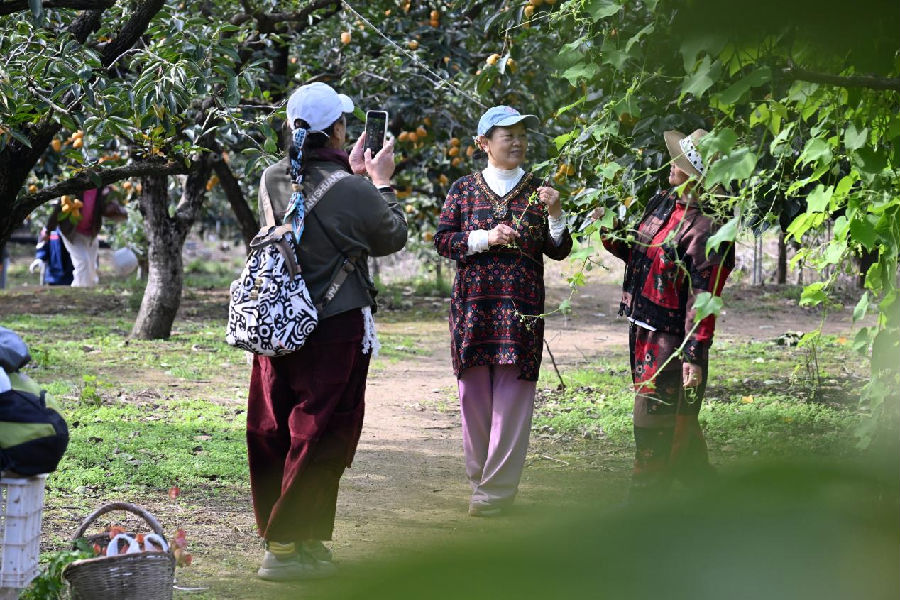 游客在山东省青岛市即墨区鹤山柿子林中拍照、“打卡”。（张涛 摄）