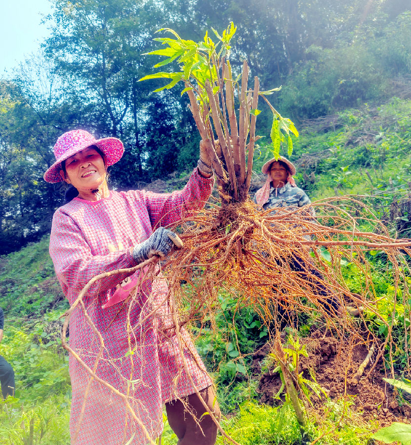 村民对挖出来的五指毛桃进行根系泥土清理。（陶胜平 摄）
