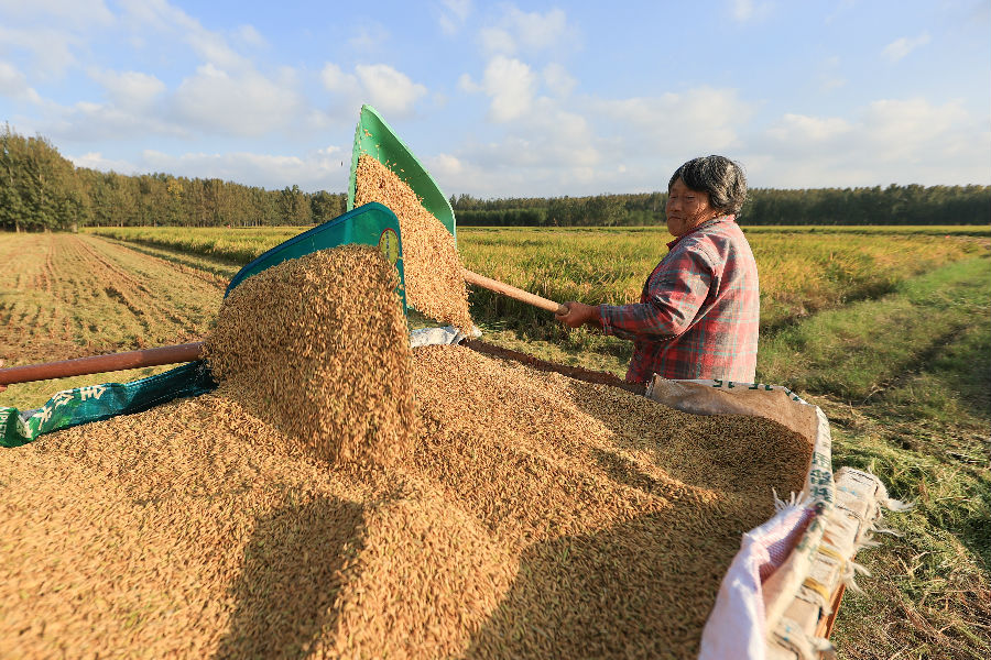种植户们熟练地操作机械收割水稻（司伟 摄）