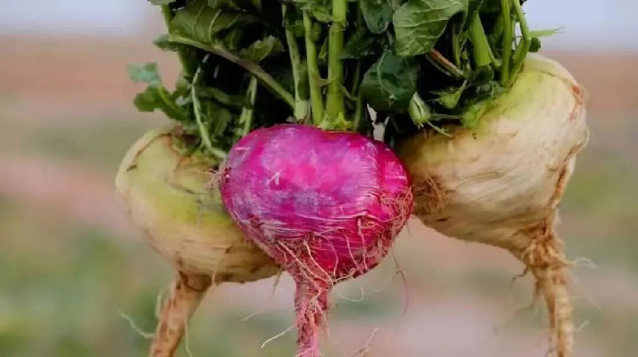 柯坪恰玛古（地拉吾尔 摄）