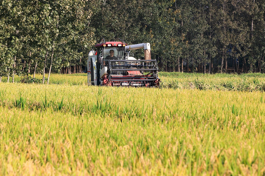 种植户们熟练地操作机械收割水稻（司伟 摄）