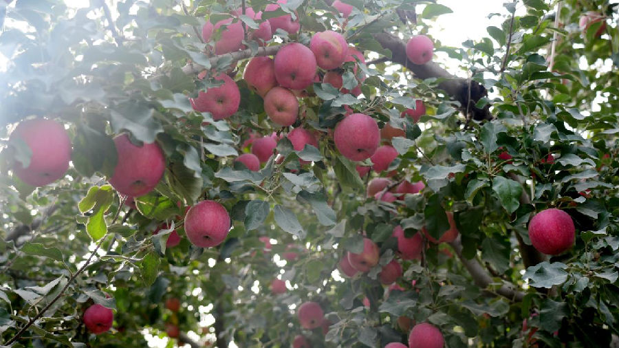 温宿县柯柯牙镇柯柯牙村果农滕明员的苹果园，鲜红的苹果缀满枝头。（赵新昌 摄）
