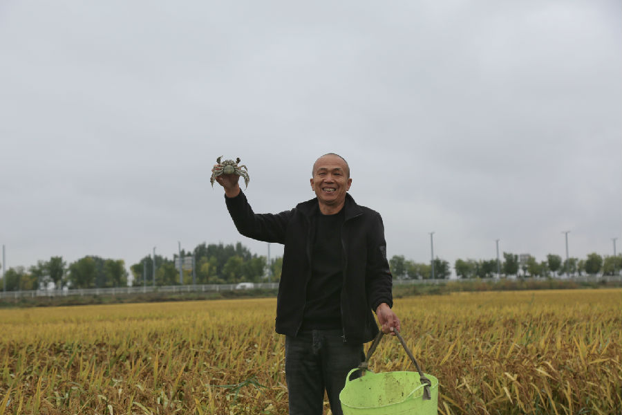 农户在稻田中展示捕获的肥蟹（杨润德 摄）