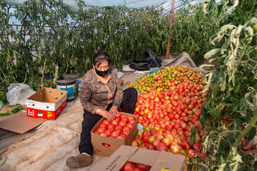 大棚内，农民将番茄进行分类装盒。（庞明旺 摄） 