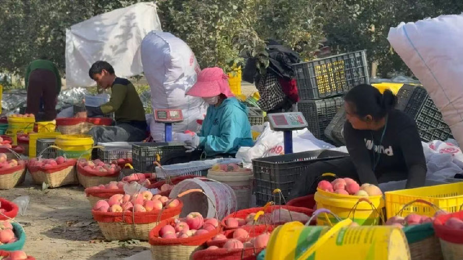 果农们正在果园里对新采摘的苹果分拣、装箱。（崔书敏 摄）