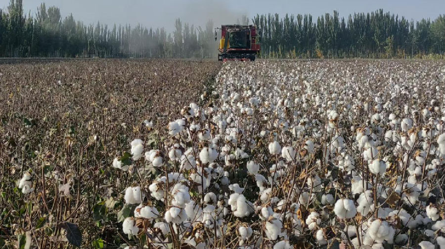 采棉机正在田间作业（古丽则巴 摄）