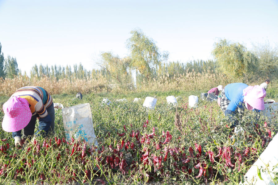温宿县阿热勒镇花果村千亩辣椒喜获丰收，村民们正在采收。（张浩 摄）