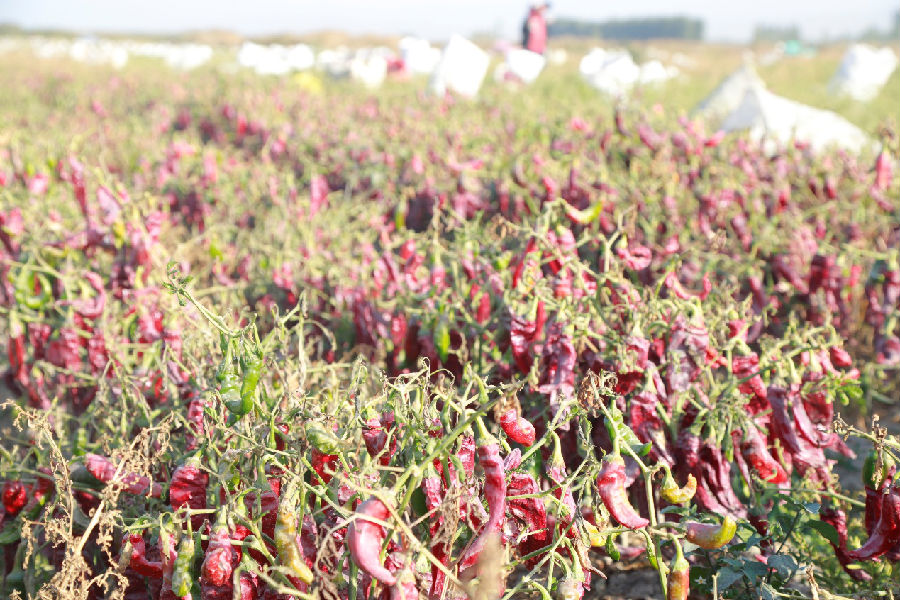 一行行、一片片红彤彤的辣椒铺展成实打实的“致富画卷”。（张浩 摄）