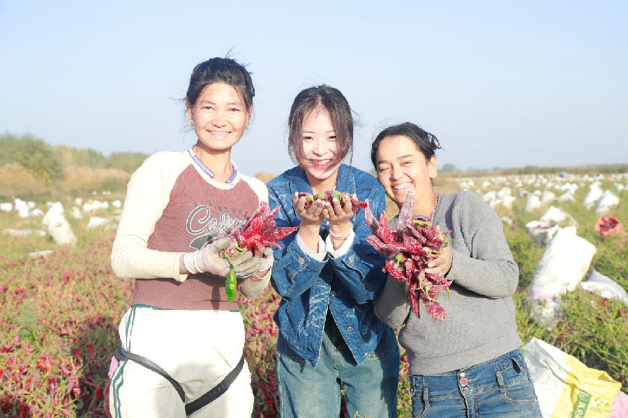 辣椒地里，村民们丰收的喜悦。（张浩 摄）