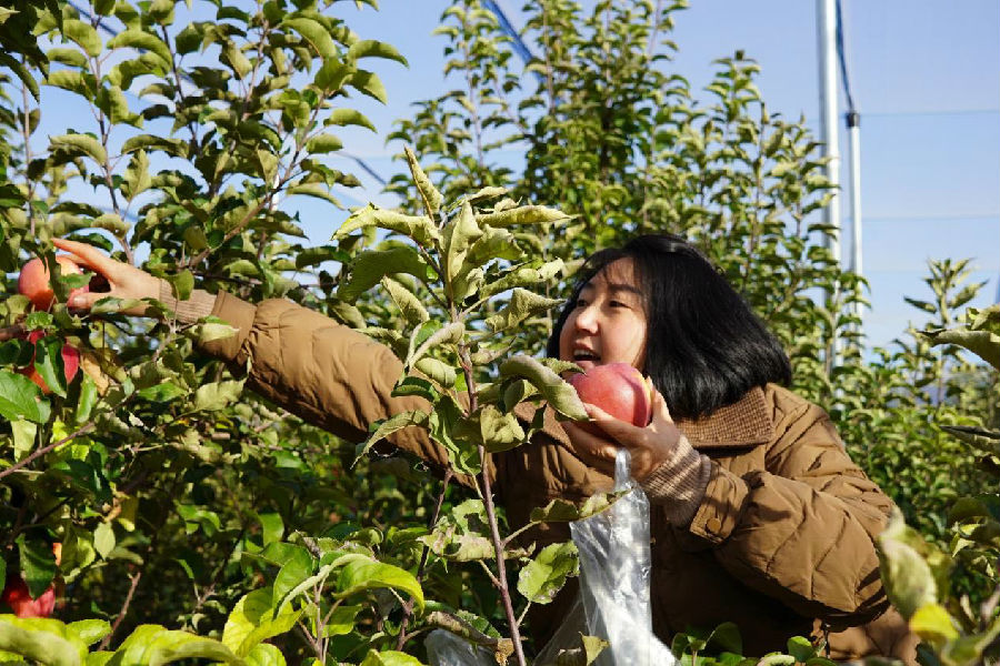 苹果采摘现场（王效平 摄）