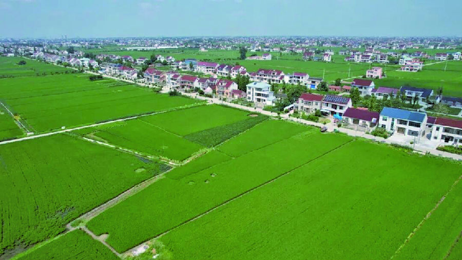 江苏如皋生态农业美景（金潇 摄）