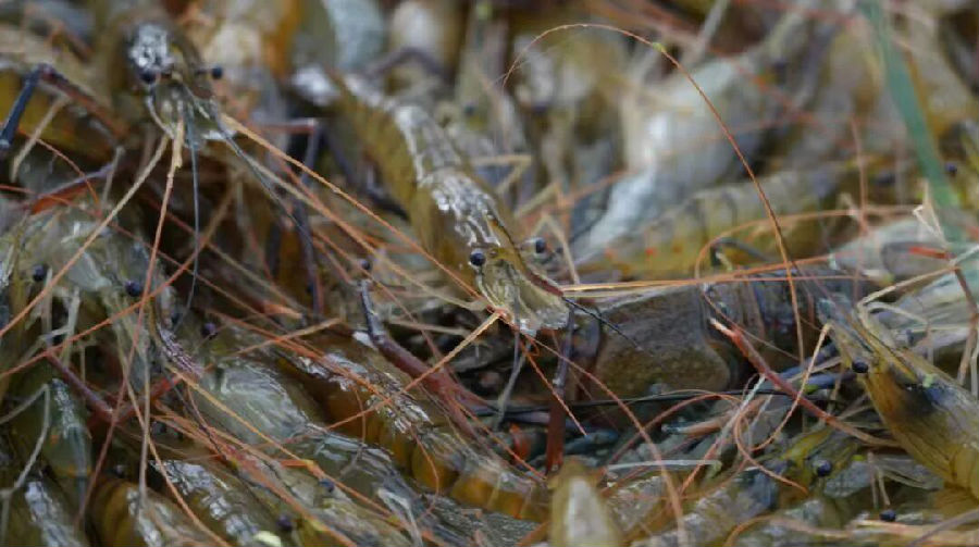 柯坪县绿色戈壁设施农业产业园养殖的虾（艾热提·加沙热提 摄）  