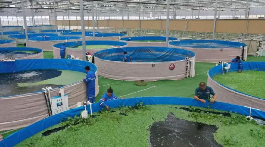 柯坪县绿色戈壁设施农业产业园陆基圆池养鱼新模式（艾热提·加沙热提 摄）