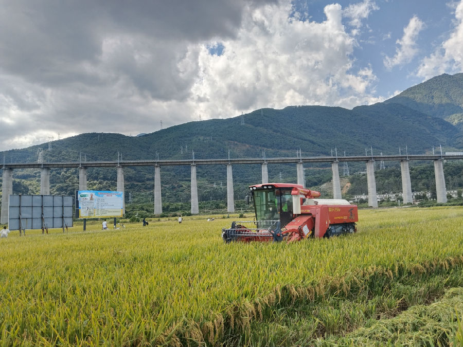 收割测产现场（张霞 摄）