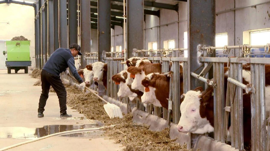 临洮县峡口镇党家墩村标准化肉牛养殖小区（赵小池 摄）