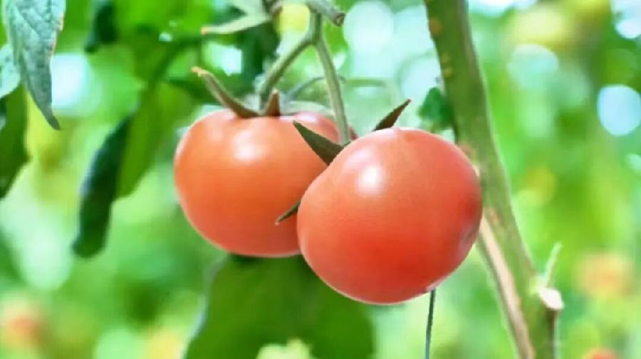 大棚里的西红柿长势良好 （艾热提·加沙热提 摄）