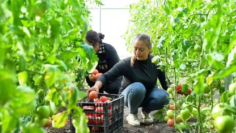 工人在大棚内采摘西红柿 （艾热提·加沙热提 摄）