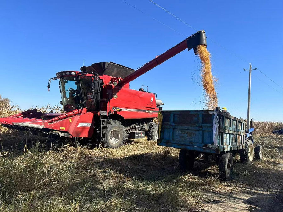 玉米籽粒直装农用拖车（乌云草都 摄）
