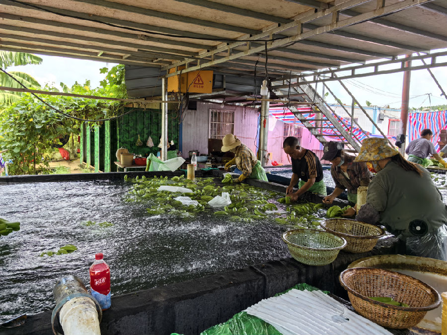 公司工人正在清洗池里忙着清洗香蕉（陆江 摄）