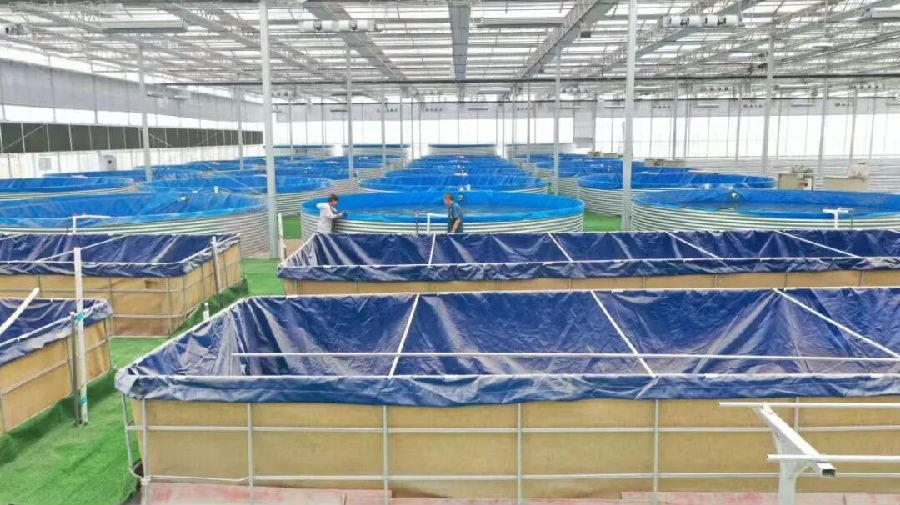 柯坪县绿色戈壁设施农业产业园陆基圆池养鱼新模式（艾热提·加沙热提 摄）