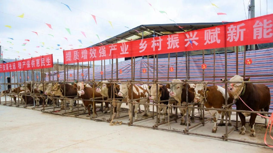 赛牛大会现场（李耀华 摄）