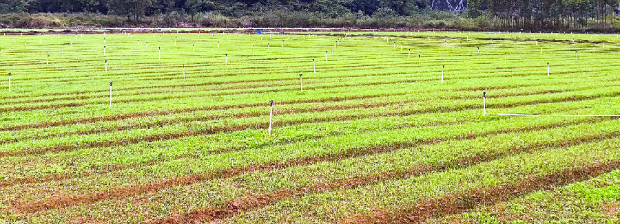 绿油油的上海青（陶胜平 摄）