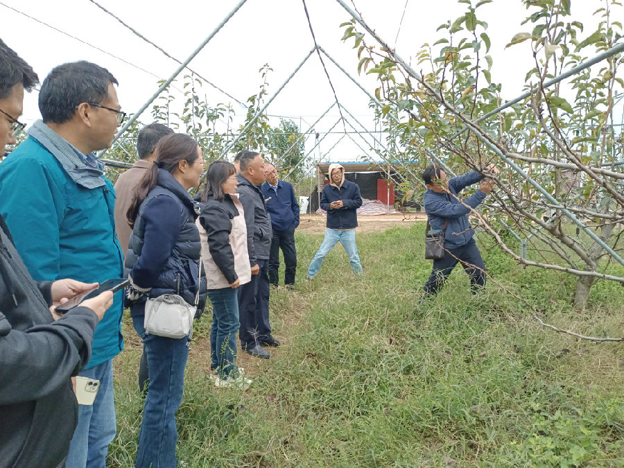 专家查看果树生长情况（蔡雨欣 摄）