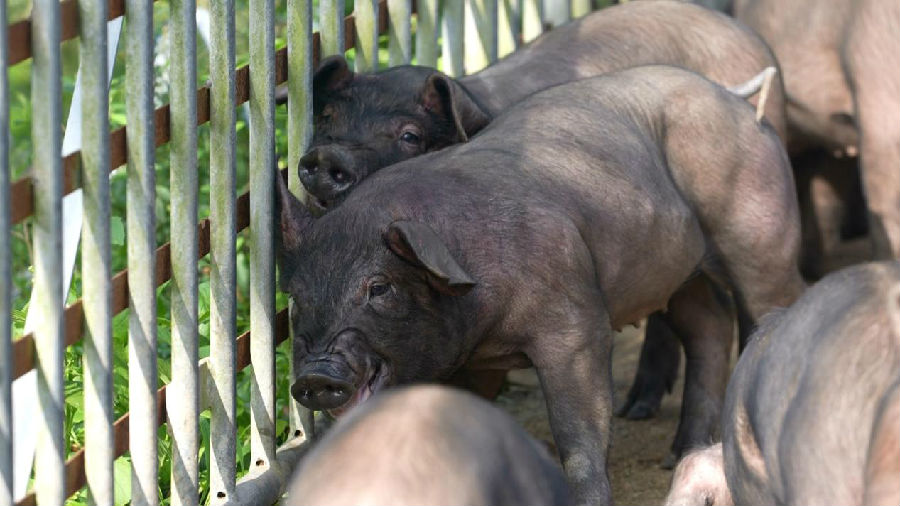 屯昌黑猪（林小丹 摄）