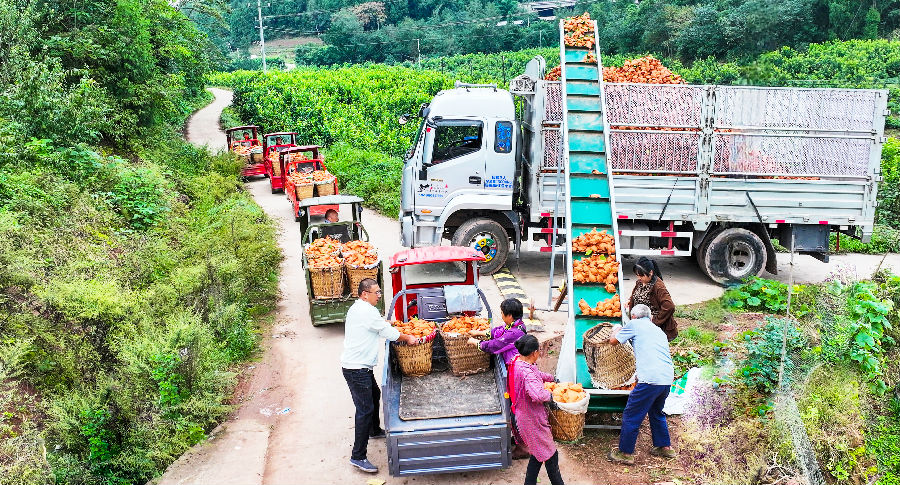 柠檬迎丰收（姚阳 摄）